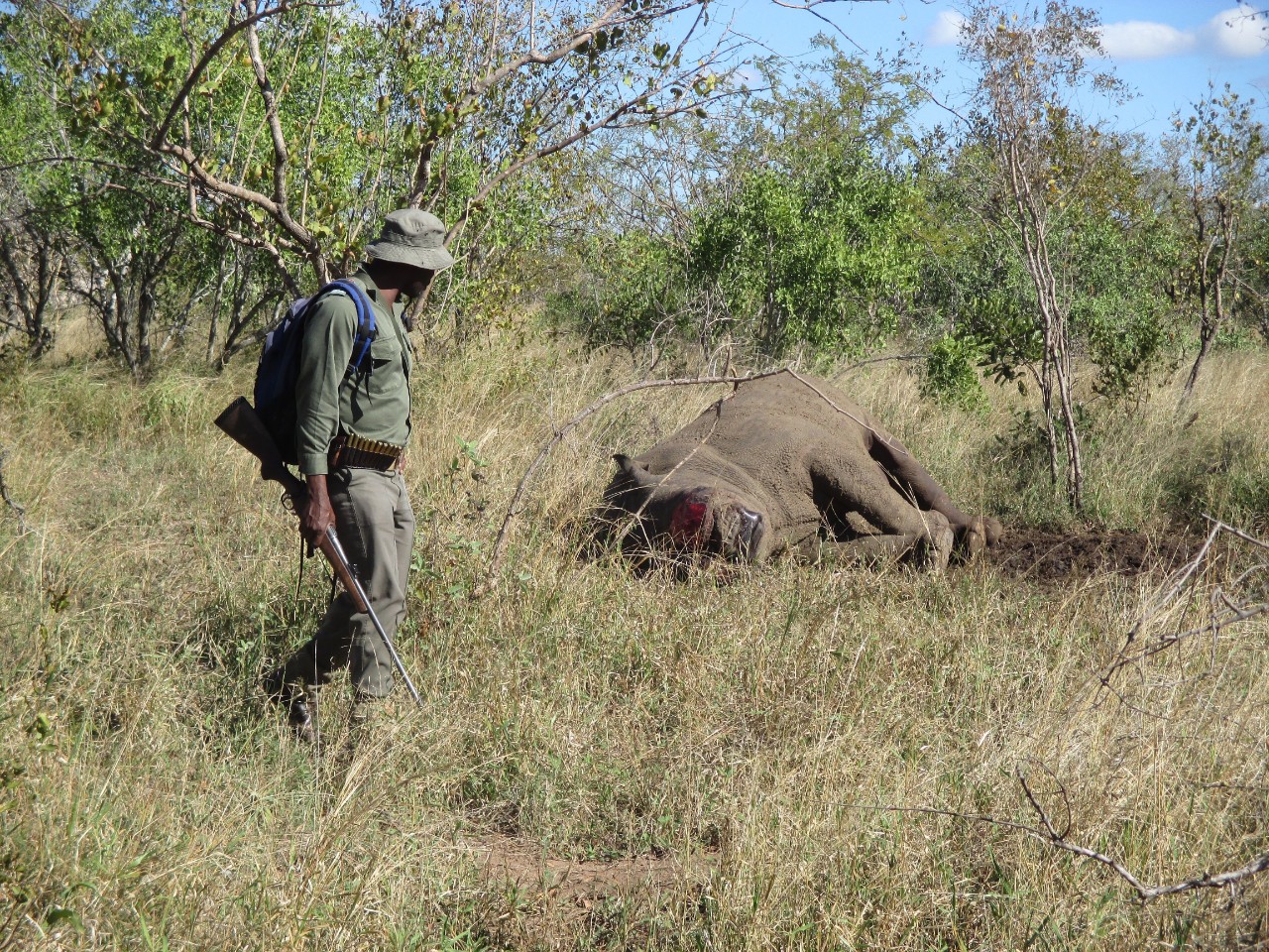 A South African Parks ranger approaches a poached rhino in Kruger National Park, South Africa